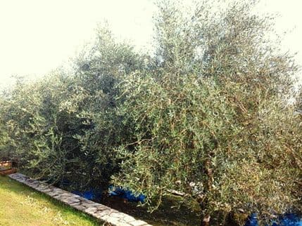 Vrijeme je berbe, ali su maslinjaci prazni zbog lošeg roda Vrijeme je berbe, ali su maslinjaci prazni zbog lošeg roda