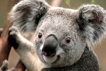 Dramatično odumiranje koala u Australiji, vlada predstavlja nacionalni plan Dramatično odumiranje koala u Australiji, vlada predstavlja nacionalni plan