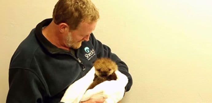 VIDEO: Kad napuštena vidra prvi put zapliva VIDEO: Kad napuštena vidra prvi put zapliva