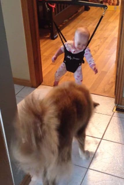 VIDEO: Pas uči bebu da skače VIDEO: Pas uči bebu da skače