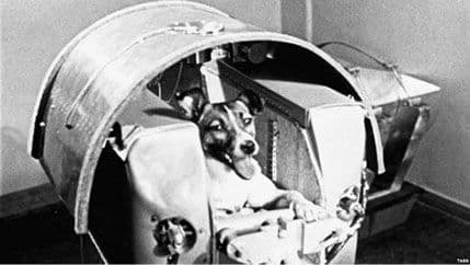 Lajka nepovratno otišla u svemir Lajka nepovratno otišla u svemir