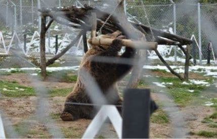 Azil za zlostavljane medvede pored Prištine Azil za zlostavljane medvede pored Prištine