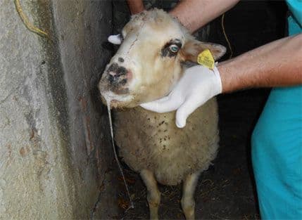 Bolest „plavi jezik“ se ne prenosi na ljude Bolest „plavi jezik“ se ne prenosi na ljude