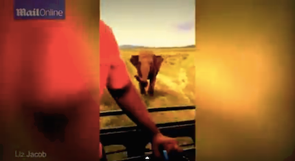 VIDEO: Ovako izgleda safari iz košmara VIDEO: Ovako izgleda safari iz košmara