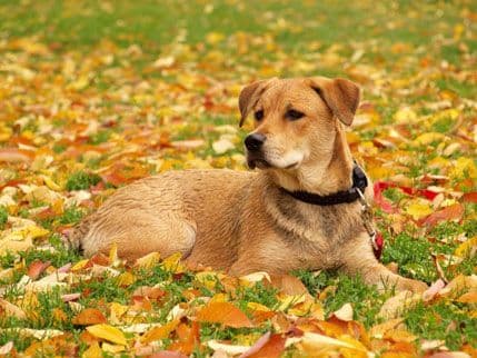 Zaštitite ljubimca od jesenjih opasnosti Zaštitite ljubimca od jesenjih opasnosti