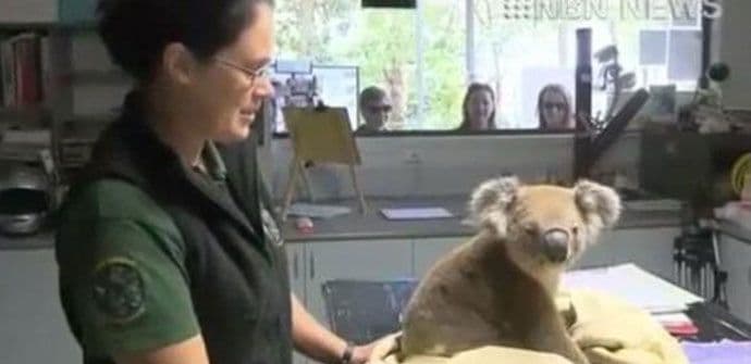 VIDEO: „Hapšenje“ koale VIDEO: „Hapšenje“ koale