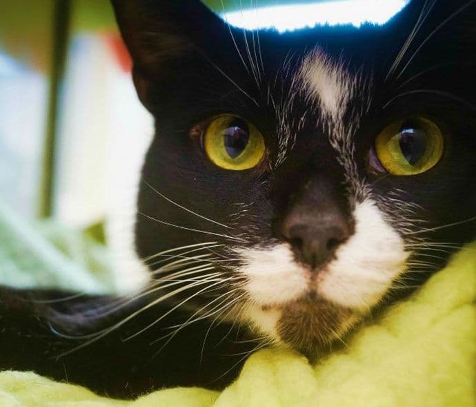 Zdravstveni problemi koje izazivaju ljubimci Zdravstveni problemi koje izazivaju ljubimci