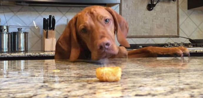 VIDEO: Uporni pas pokušava da dohvati krompir sa stola VIDEO: Uporni pas pokušava da dohvati krompir sa stola