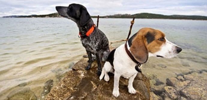 Najčešći mitovi o psima Najčešći mitovi o psima