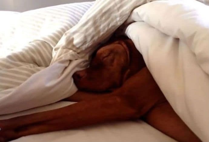 VIDEO: Pas koji ne voli buđenje VIDEO: Pas koji ne voli buđenje