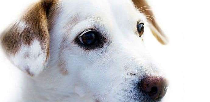 Kako da svom ljubimcu omogućite dug i zdrav život? Kako da svom ljubimcu omogućite dug i zdrav život?