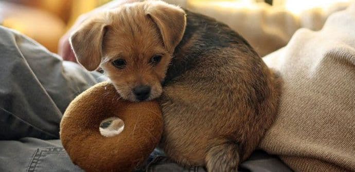 Zašto su članci o psima toliko popularni? Zašto su članci o psima toliko popularni?