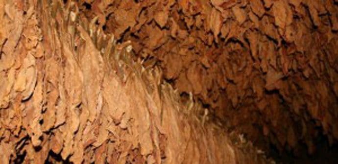 Otkup duvana počinje 4. decembra Otkup duvana počinje 4. decembra