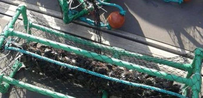 Istraživanje prisustva štetnih materija u mušljama Istraživanje prisustva štetnih materija u mušljama