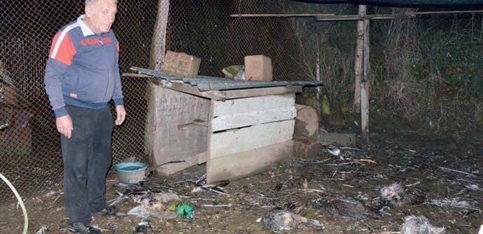 Bar: Psi napravili pokolj živine Bar: Psi napravili pokolj živine