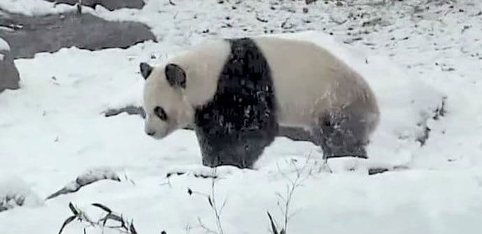 VIDEO: Panda uživa u zimskim radostima VIDEO: Panda uživa u zimskim radostima