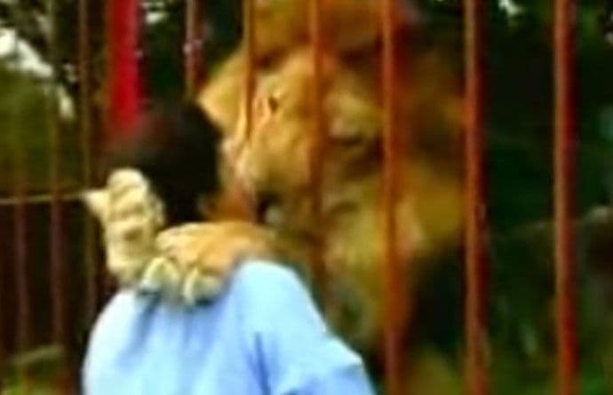 Pogledajte prvi susret lava i njegove spasiteljke Pogledajte prvi susret lava i njegove spasiteljke