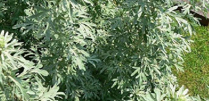 MPRR: Isplaćeno skoro 27 hiljada eura za podizanje plantaža ljekovitog i aromatičnog bilja MPRR: Isplaćeno skoro 27 hiljada eura za podizanje plantaža ljekovitog i aromatičnog bilja