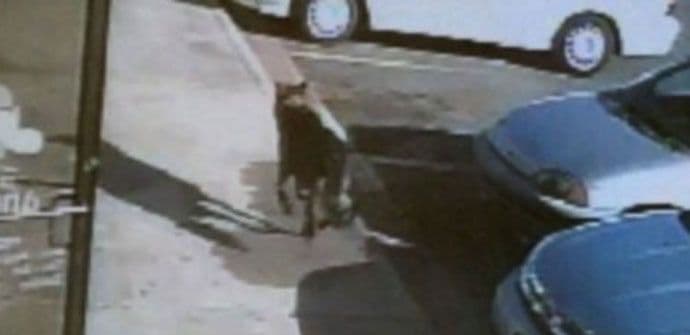 Dao život da bi spasio vlasnike u pucnjavi Dao život da bi spasio vlasnike u pucnjavi