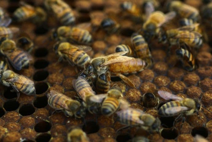 Dresirao pčele da med prave - u tegli Dresirao pčele da med prave - u tegli