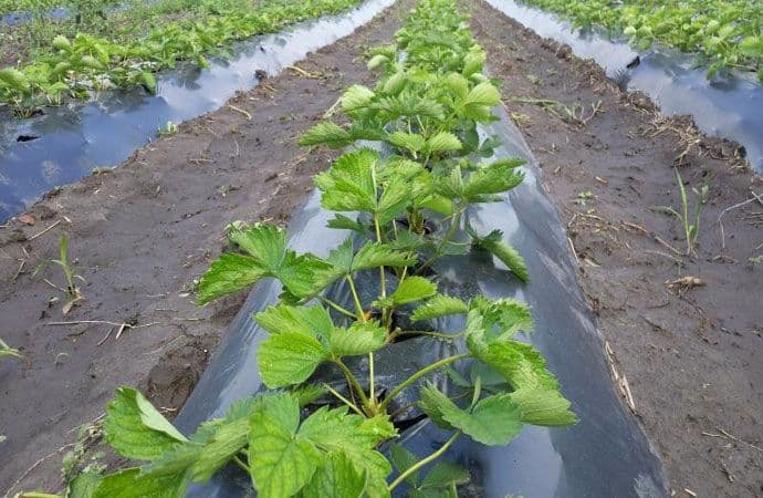 Podršku za modernizaciju voćnih zasada dobilo 17 proizvođača Podršku za modernizaciju voćnih zasada dobilo 17 proizvođača