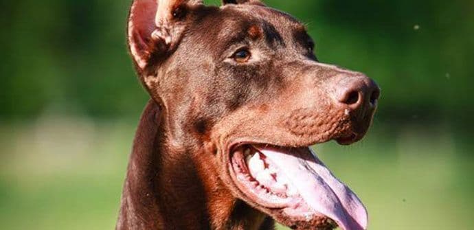 Skaj Storm, prvi pas sa položenim radnim ispitima u Crnoj Gori Skaj Storm, prvi pas sa položenim radnim ispitima u Crnoj Gori