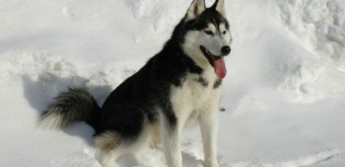 Francuzi odaju priznanje haskijima u Velikom ratu Francuzi odaju priznanje haskijima u Velikom ratu