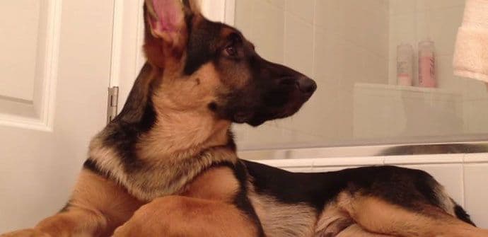 Kada pas „zapjeva“ sa gazdom Kada pas „zapjeva“ sa gazdom