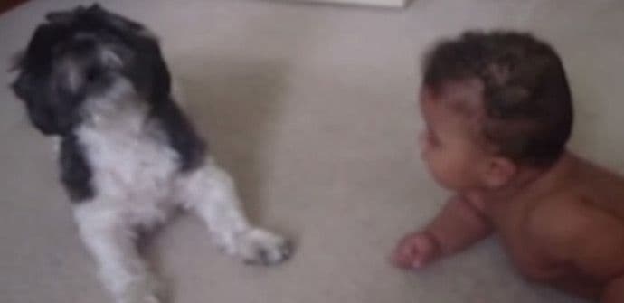 VIDEO: Kako maleni pas umiruje rasplakanu bebu VIDEO: Kako maleni pas umiruje rasplakanu bebu