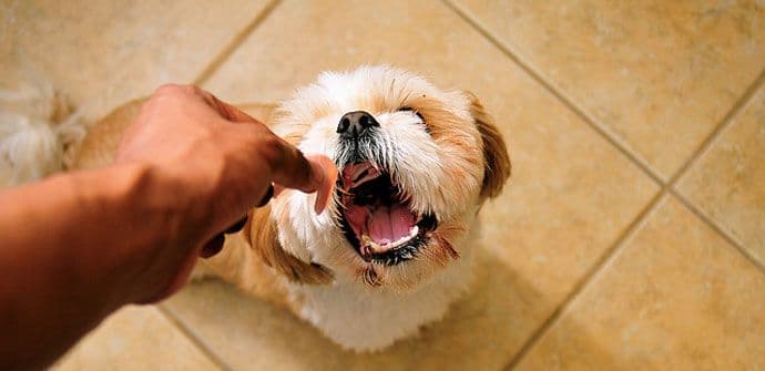 Kako treba hraniti psa Kako treba hraniti psa