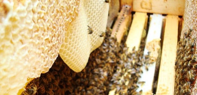 Propolis podstiče rast kose? Propolis podstiče rast kose?