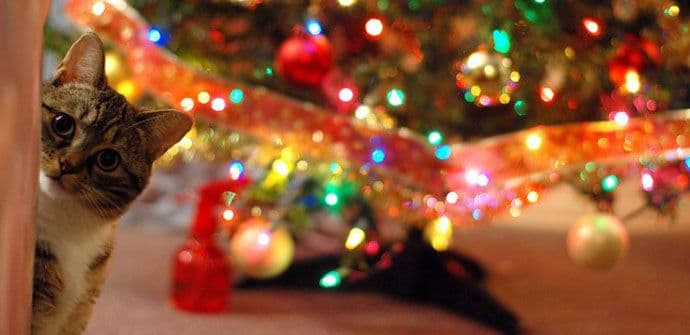 Kako obezbijediti jelku od “napada” mačke? Kako obezbijediti jelku od “napada” mačke?