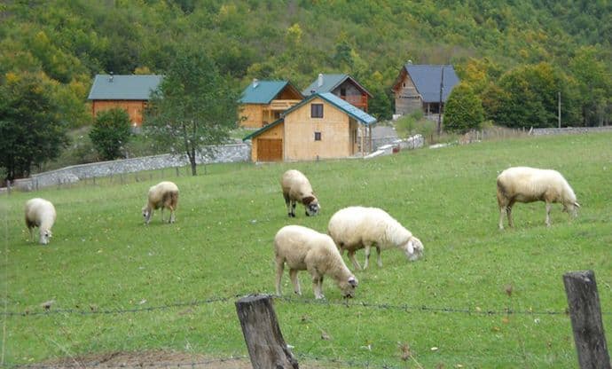 Isplaćene premije stočarima Isplaćene premije stočarima