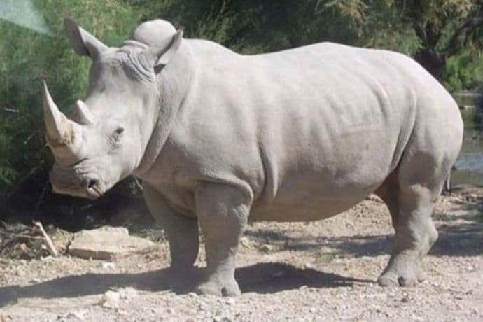 U svijetu postoji samo pet sjevernih bijelih nosoroga U svijetu postoji samo pet sjevernih bijelih nosoroga