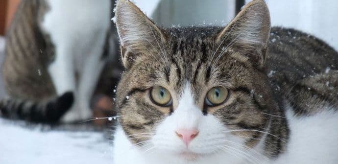 Zimske opasnosti za mačke Zimske opasnosti za mačke