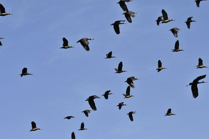 Ptice predviđaju prirodne katastrofe? Ptice predviđaju prirodne katastrofe?