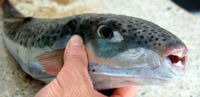 Budite oprezni s ovom ribom! Budite oprezni s ovom ribom!