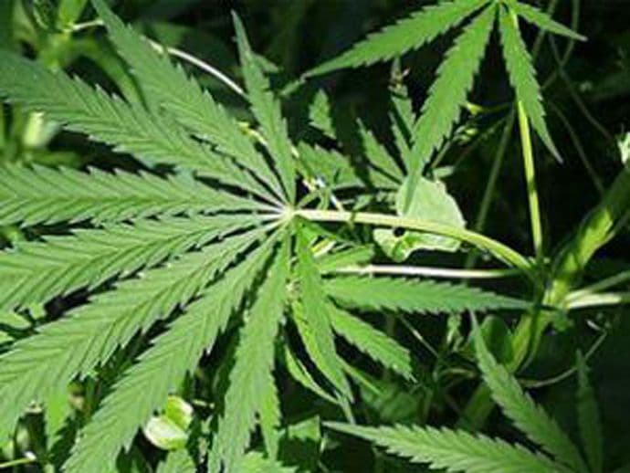 Hrvatska legalizuje marihuanu u medicinske svrhe Hrvatska legalizuje marihuanu u medicinske svrhe