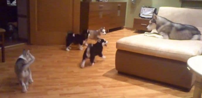 Majka haski se igra sa svojim štencima (VIDEO) Majka haski se igra sa svojim štencima (VIDEO)