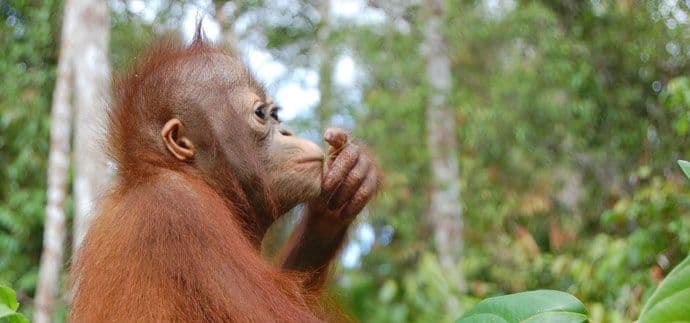 Orangutan proglašen osobom, puštaju ga iz zoološkog vrta Orangutan proglašen osobom, puštaju ga iz zoološkog vrta