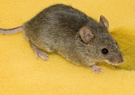 Srbija: Od mišje groznice oboljelo 30-oro Srbija: Od mišje groznice oboljelo 30-oro