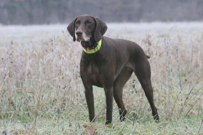 Podgorica: Ukradeni psi vrijedni 50.000 eura Podgorica: Ukradeni psi vrijedni 50.000 eura