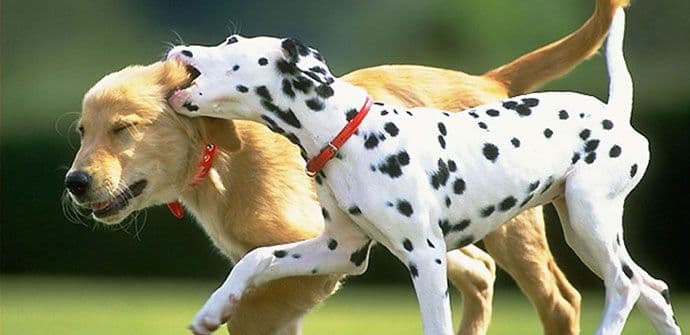 Stvari koje psi ne vole Stvari koje psi ne vole