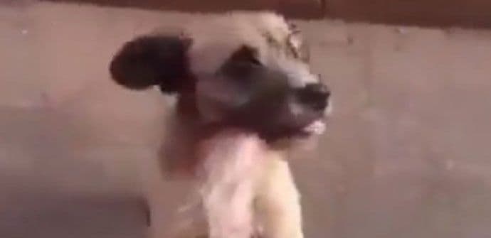 Trčao za bolničarima dok mu nisu dozvolili da bude uz vlasnika (VIDEO) Trčao za bolničarima dok mu nisu dozvolili da bude uz vlasnika (VIDEO)