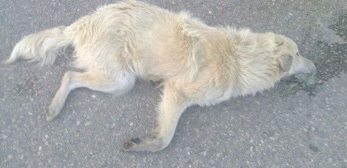 DZZŽ Sunčani sat: Trovanjem životinja u opasnosti su i građani DZZŽ Sunčani sat: Trovanjem životinja u opasnosti su i građani