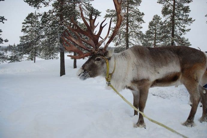 Rusija: Policija formira brigadu irvasa Rusija: Policija formira brigadu irvasa