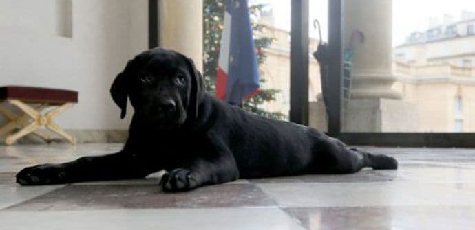 Oland dobio labradora za Božić Oland dobio labradora za Božić