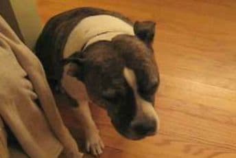 Kako se pas kaje što je oborio jelku (VIDEO)