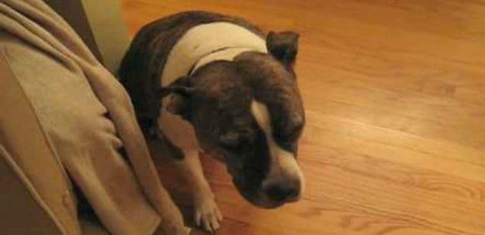 Kako se pas kaje što je oborio jelku (VIDEO) Kako se pas kaje što je oborio jelku (VIDEO)