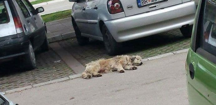 OSVRT: Kako je otišla kuja Luna i druge barske priče OSVRT: Kako je otišla kuja Luna i druge barske priče